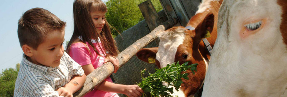 Kellerstöckl Schrammel: Urlaub am Bauernhof mit Kühen